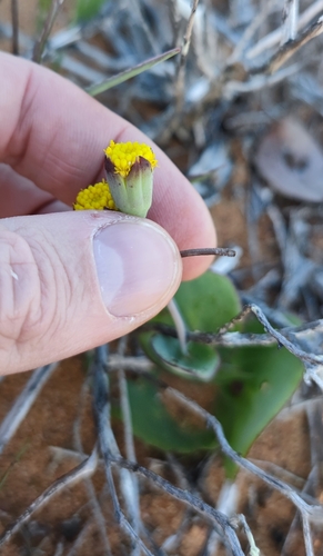 Image of Clambering Babooncabbage (Othonna undulosa) by (c) Andreas Schneider, some rights reserved (CC BY)