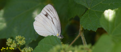 Pieris melete