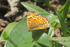 Phyciodes mylitta