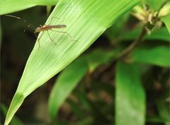 Marcius longirostris