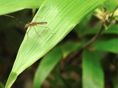 Marcius longirostris