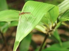 Marcius longirostris