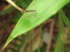 Marcius longirostris