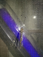 Ululodes quadripunctatus