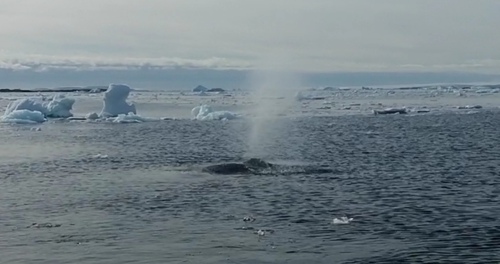 Humpback whale