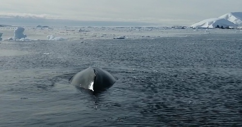 Humpback whale