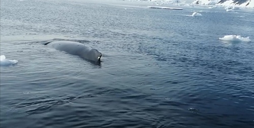 Humpback whale