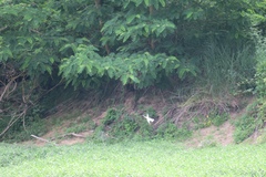 Sternula albifrons