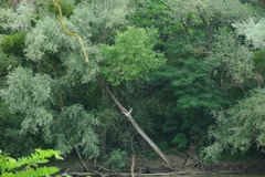 Sternula albifrons