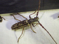 Pachydissus sericus