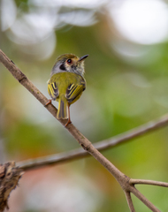 Eared Pygmy Tyrant photo 4