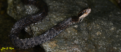 Gloydius tsushimaensis