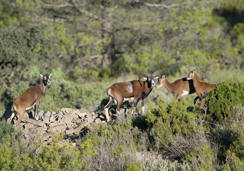 Ovis aries musimon