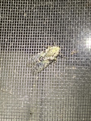 Poiocerinae