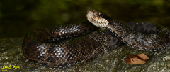 Gloydius tsushimaensis