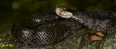 Gloydius tsushimaensis