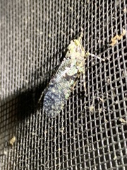 Poiocerinae