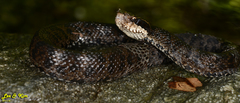 Gloydius tsushimaensis
