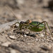 Perez's Saddle Bush-Cricket - Photo (c) Sergio Picó, some rights reserved (CC BY-NC), uploaded by Sergio Picó