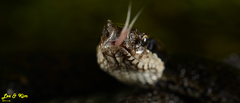 Gloydius tsushimaensis