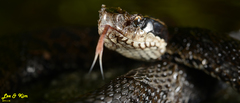 Gloydius tsushimaensis