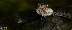 Gloydius tsushimaensis