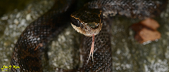 Gloydius tsushimaensis