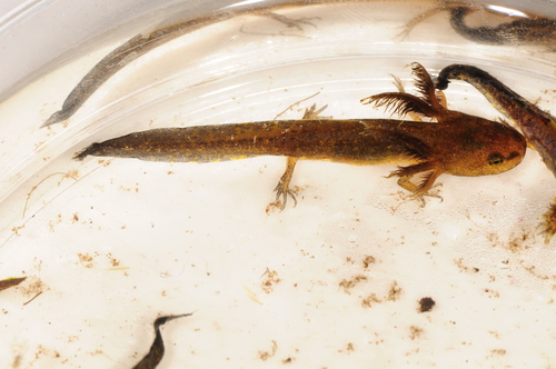 Spotted Salamander, photo 7 of 8