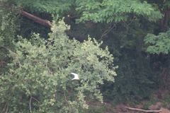 Sternula albifrons
