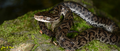 Gloydius tsushimaensis