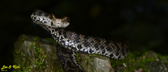 Gloydius tsushimaensis