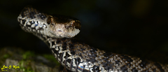 Gloydius tsushimaensis
