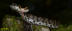 Gloydius tsushimaensis
