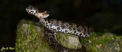 Gloydius tsushimaensis