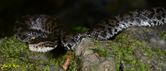 Gloydius tsushimaensis