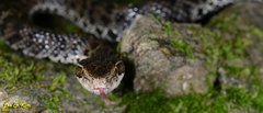 Gloydius tsushimaensis