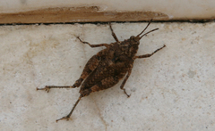 Chrotogonus hemipterus