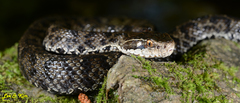 Gloydius tsushimaensis