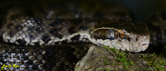 Gloydius tsushimaensis
