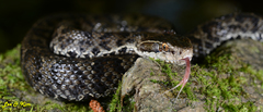 Gloydius tsushimaensis