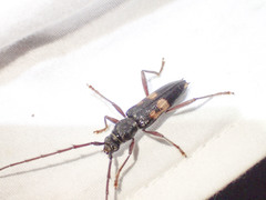 Phoracantha punctata