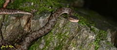 Gloydius tsushimaensis