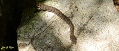 Gloydius tsushimaensis