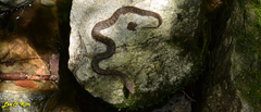 Gloydius tsushimaensis