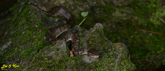 Gloydius tsushimaensis