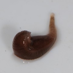 Glossiphoniidae