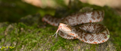 Gloydius tsushimaensis