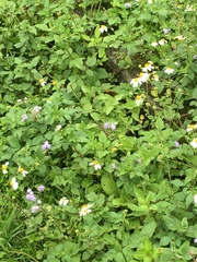 Takydromus formosanus