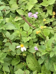 Takydromus formosanus