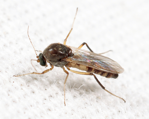 Phaenobezzia opaca